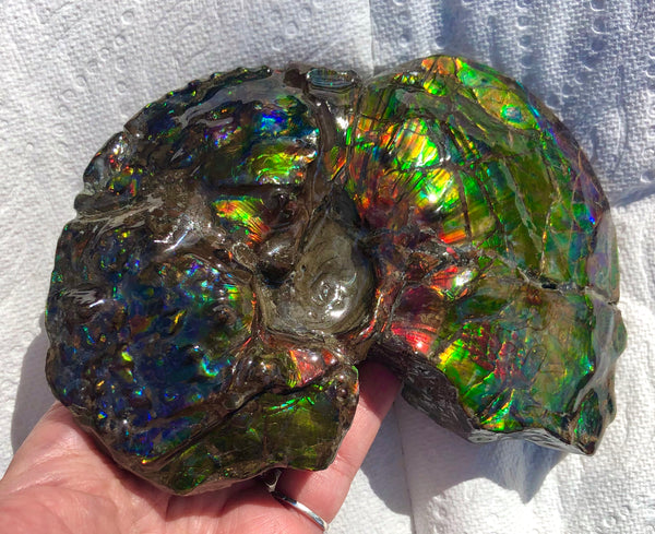 AF-48 アンモライト Placenticeras Intercalare  インターカラレ152x101x31mm Free Shipping  送料無料AF-48  Ammolite  Ammonite Fossil