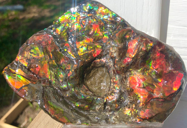 アンモライト Placenticeras Intercalare  インターカラレ141x95x41mm 約561g Free Shipping  送料無料AF-50  Ammolite  Ammonite Fossil