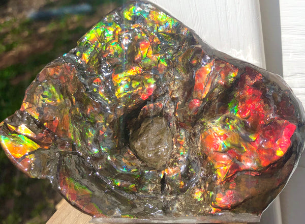 アンモライト Placenticeras Intercalare  インターカラレ141x95x41mm 約561g Free Shipping  送料無料AF-50  Ammolite  Ammonite Fossil