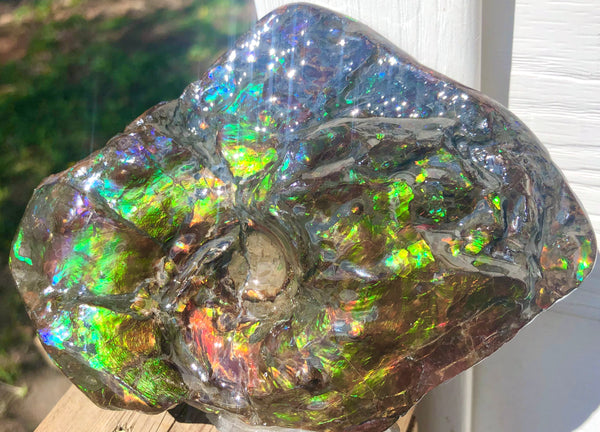 アンモライト Placenticeras Intercalare  インターカラレ141x95x41mm 約561g Free Shipping  送料無料AF-50  Ammolite  Ammonite Fossil