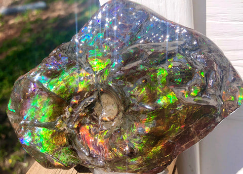 アンモライト Placenticeras Intercalare  インターカラレ141x95x41mm 約561g Free Shipping  送料無料AF-50  Ammolite  Ammonite Fossil