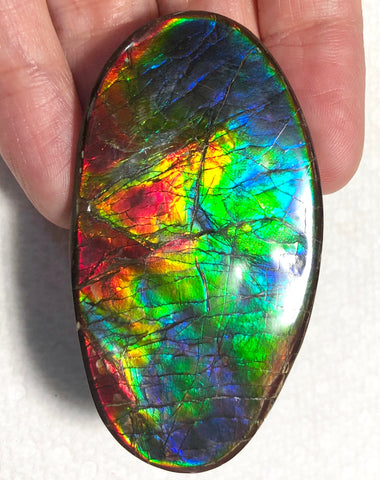 XL 63x35 mm  Top Grade Natural  Free Form . FFNT 128-2 Ammolite  Free Shipping! ナチュラル　ルース　アンモライト ケース付　送料無料！