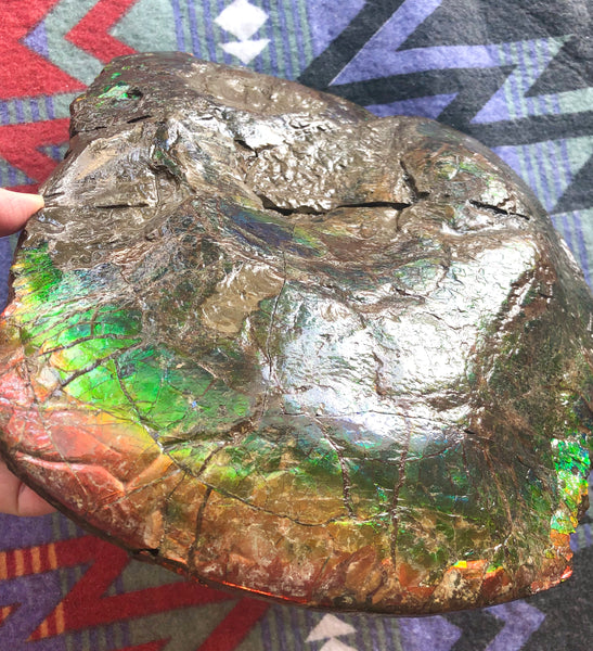 AF-58 Canadian Ammolite Rough Collector Display Fossil 11" Double Sided Ammonite Specimen Placenticeras meeki  FREE SHIPPING! アンモライト両面 標本！　送料無料！