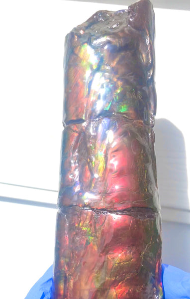 AF-67  Canadian Ammolite Bacculite Fossil  7.75" Piece Baculites　バキュライト　アンモライト Baculite Free Shipping!!