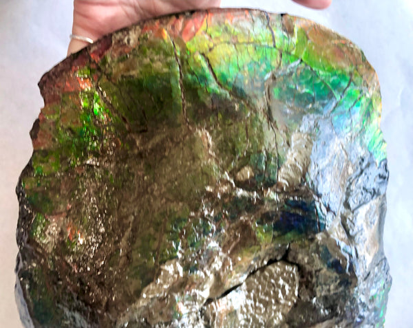 AF-58 Canadian Ammolite Rough Collector Display Fossil 11" Double Sided Ammonite Specimen Placenticeras meeki  FREE SHIPPING! アンモライト両面 標本！　送料無料！