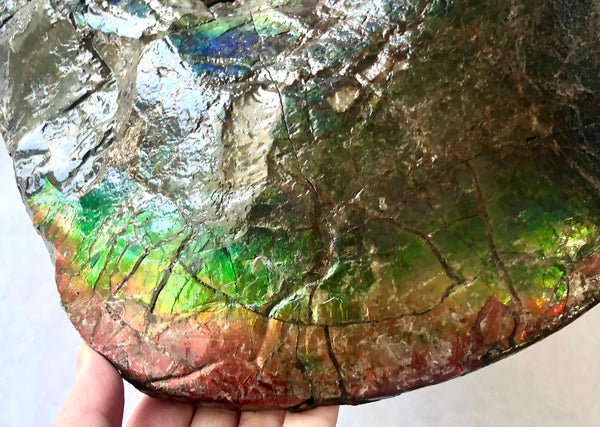AF-58 Canadian Ammolite Rough Collector Display Fossil 11" Double Sided Ammonite Specimen Placenticeras meeki  FREE SHIPPING! アンモライト両面 標本！　送料無料！