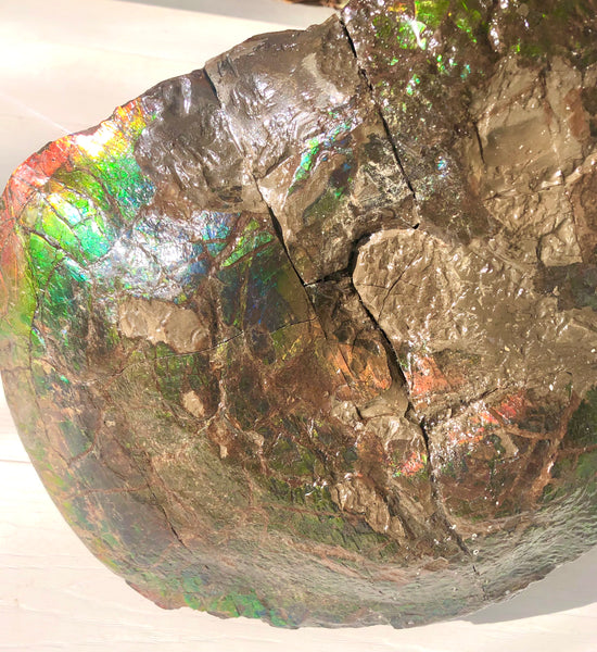 AF-58 Canadian Ammolite Rough Collector Display Fossil 11" Double Sided Ammonite Specimen Placenticeras meeki  FREE SHIPPING! アンモライト両面 標本！　送料無料！