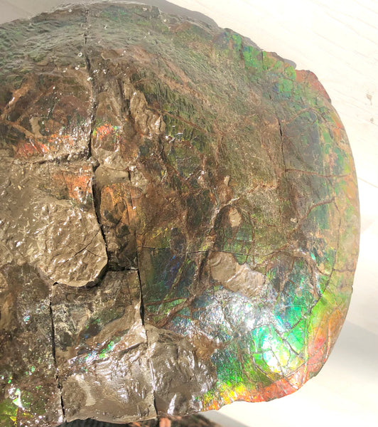 AF-58 Canadian Ammolite Rough Collector Display Fossil 11" Double Sided Ammonite Specimen Placenticeras meeki  FREE SHIPPING! アンモライト両面 標本！　送料無料！
