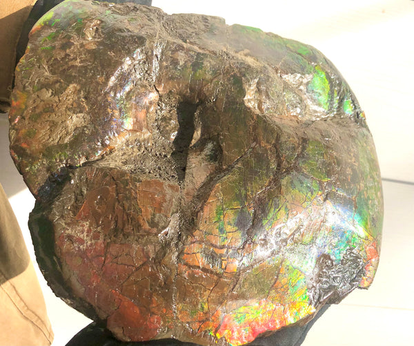 AF-58 Canadian Ammolite Rough Collector Display Fossil 11" Double Sided Ammonite Specimen Placenticeras meeki  FREE SHIPPING! アンモライト両面 標本！　送料無料！