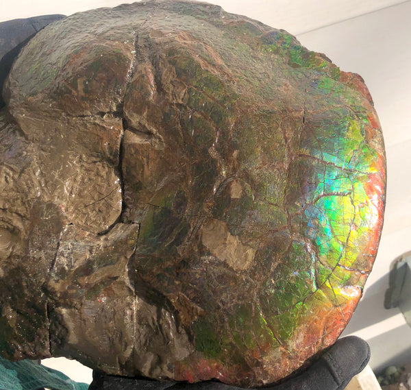 AF-58 Canadian Ammolite Rough Collector Display Fossil 11" Double Sided Ammonite Specimen Placenticeras meeki  FREE SHIPPING! アンモライト両面 標本！　送料無料！