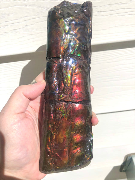 AF-67  Canadian Ammolite Bacculite Fossil  7.75" Piece Baculites　バキュライト　アンモライト Baculite Free Shipping!!