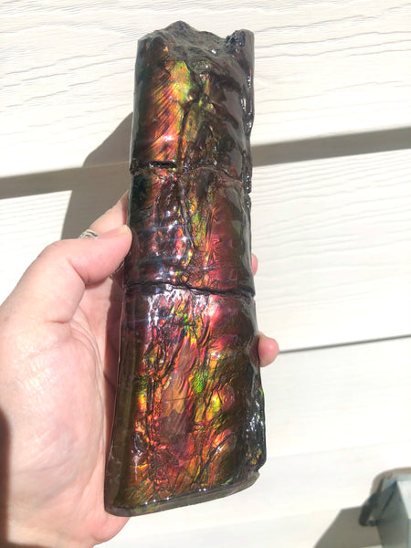 AF-67  Canadian Ammolite Bacculite Fossil  7.75" Piece Baculites　バキュライト　アンモライト Baculite Free Shipping!!