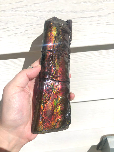 AF-67  Canadian Ammolite Bacculite Fossil  7.75" Piece Baculites　バキュライト　アンモライト Baculite Free Shipping!!