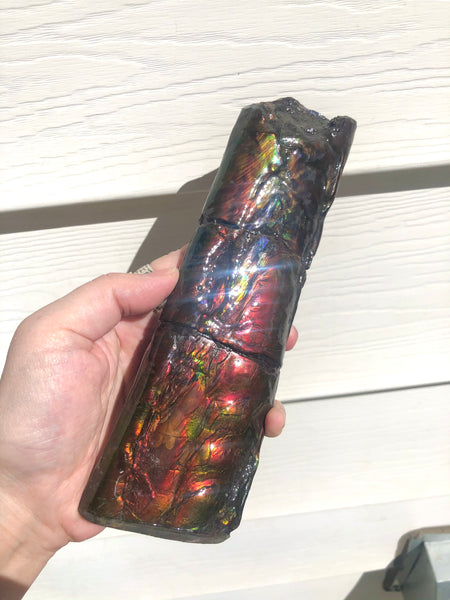 AF-67  Canadian Ammolite Bacculite Fossil  7.75" Piece Baculites　バキュライト　アンモライト Baculite Free Shipping!!
