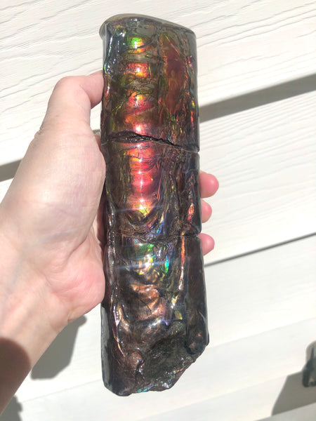 AF-67  Canadian Ammolite Bacculite Fossil  7.75" Piece Baculites　バキュライト　アンモライト Baculite Free Shipping!!