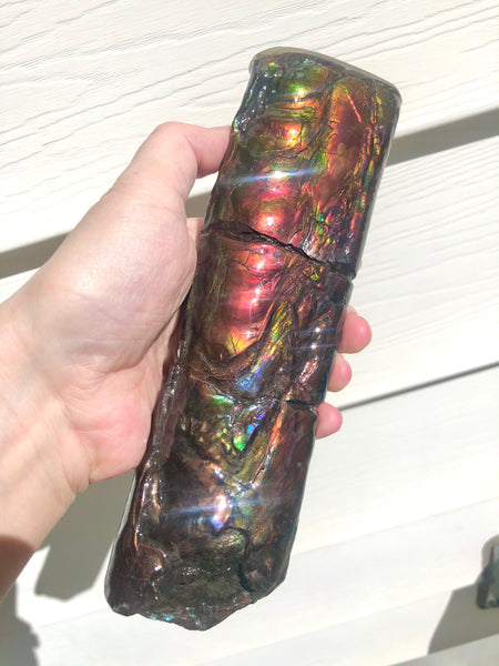 AF-67  Canadian Ammolite Bacculite Fossil  7.75" Piece Baculites　バキュライト　アンモライト Baculite Free Shipping!!