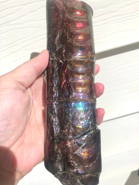 AF-67  Canadian Ammolite Bacculite Fossil  7.75" Piece Baculites　バキュライト　アンモライト Baculite Free Shipping!!