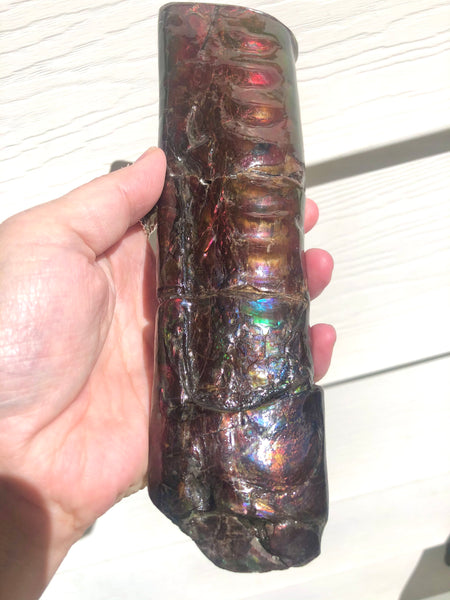 AF-67  Canadian Ammolite Bacculite Fossil  7.75" Piece Baculites　バキュライト　アンモライト Baculite Free Shipping!!