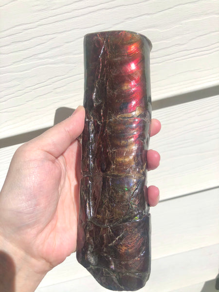 AF-67  Canadian Ammolite Bacculite Fossil  7.75" Piece Baculites　バキュライト　アンモライト Baculite Free Shipping!!