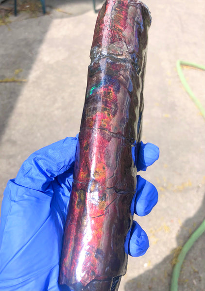 AF-68-2  Canadian Ammolite Bacculite Fossil  7.75" Piece Baculites　バキュライト　アンモライト Baculite Free Shipping!!