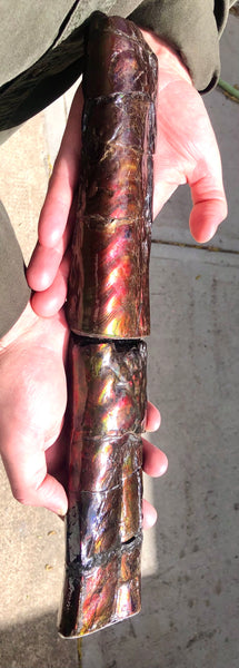 AF-67  Canadian Ammolite Bacculite Fossil  7.75" Piece Baculites　バキュライト　アンモライト Baculite Free Shipping!!