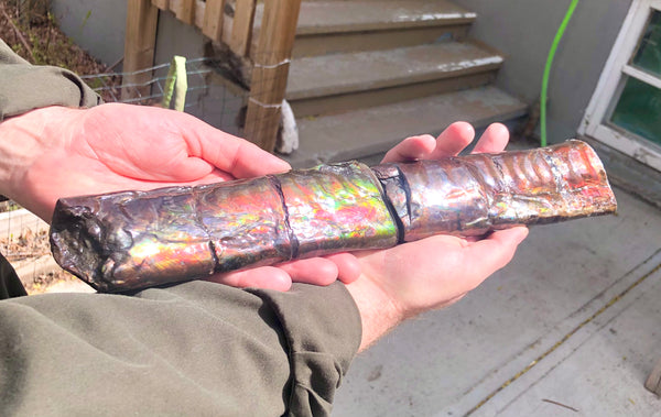 AF-67  Canadian Ammolite Bacculite Fossil  7.75" Piece Baculites　バキュライト　アンモライト Baculite Free Shipping!!