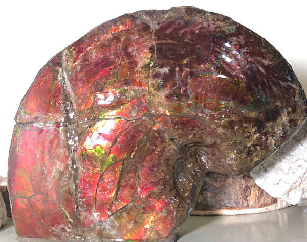 AF-57 Canadian Ammolite  Ammonite Partial Fossil   Specimen Placenticeras meeki  FREE SHIPPING! アンモライト両面 標本！　送料無料！