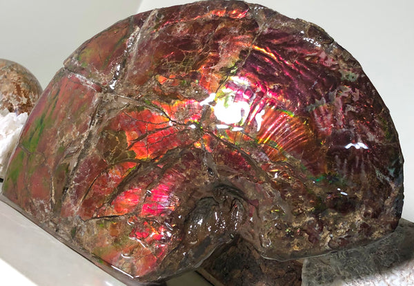 AF-57 Canadian Ammolite  Ammonite Partial Fossil   Specimen Placenticeras meeki  FREE SHIPPING! アンモライト両面 標本！　送料無料！
