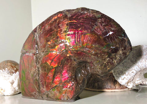 AF-57 Canadian Ammolite  Ammonite Partial Fossil   Specimen Placenticeras meeki  FREE SHIPPING! アンモライト両面 標本！　送料無料！