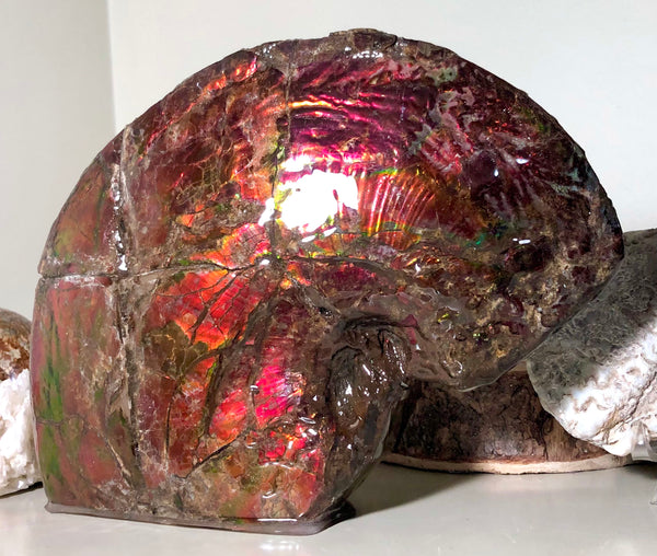 AF-57 Canadian Ammolite  Ammonite Partial Fossil   Specimen Placenticeras meeki  FREE SHIPPING! アンモライト両面 標本！　送料無料！