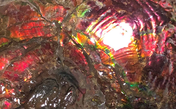 AF-57 Canadian Ammolite  Ammonite Partial Fossil   Specimen Placenticeras meeki  FREE SHIPPING! アンモライト両面 標本！　送料無料！