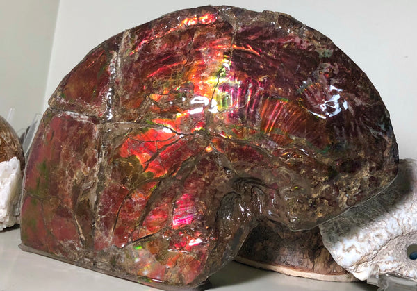 AF-57 Canadian Ammolite  Ammonite Partial Fossil   Specimen Placenticeras meeki  FREE SHIPPING! アンモライト両面 標本！　送料無料！