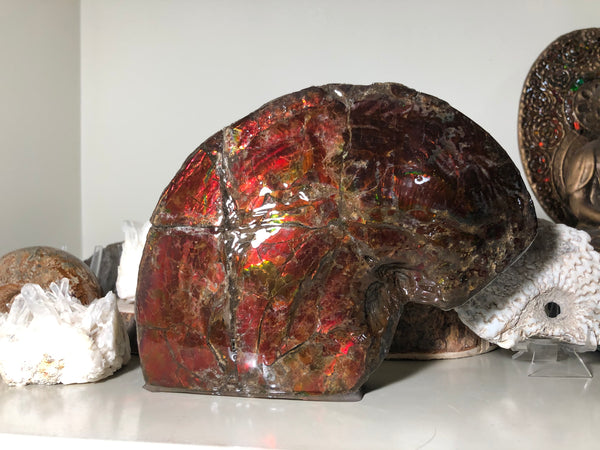 AF-57 Canadian Ammolite  Ammonite Partial Fossil   Specimen Placenticeras meeki  FREE SHIPPING! アンモライト両面 標本！　送料無料！