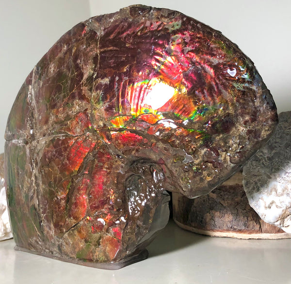 AF-57 Canadian Ammolite  Ammonite Partial Fossil   Specimen Placenticeras meeki  FREE SHIPPING! アンモライト両面 標本！　送料無料！