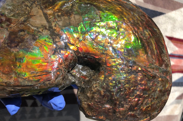 AF-76 Near complete Ammonite Fossil - Placenticeras Meeki　Ammolite **FREE SHIPPING***　
