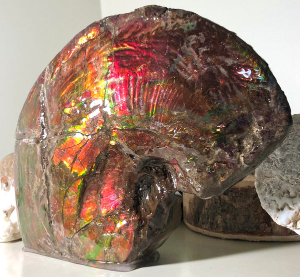 AF-57 Canadian Ammolite  Ammonite Partial Fossil   Specimen Placenticeras meeki  FREE SHIPPING! アンモライト両面 標本！　送料無料！