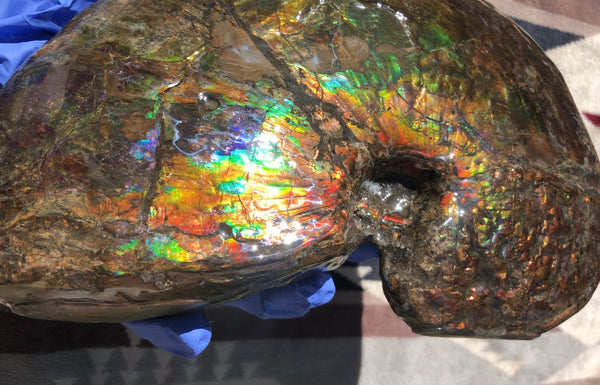 AF-76 Near complete Ammonite Fossil - Placenticeras Meeki　Ammolite **FREE SHIPPING***　