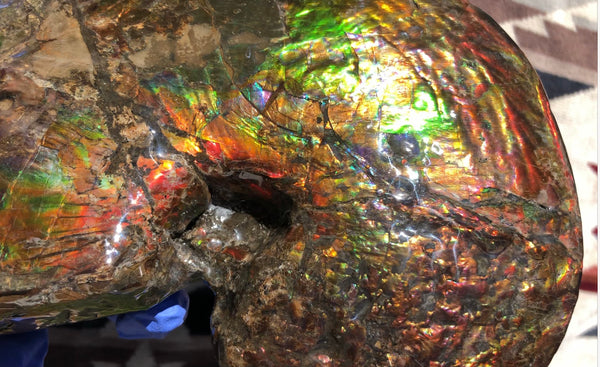 AF-76 Near complete Ammonite Fossil - Placenticeras Meeki　Ammolite **FREE SHIPPING***　
