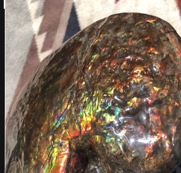 AF-76 Near complete Ammonite Fossil - Placenticeras Meeki　Ammolite **FREE SHIPPING***　