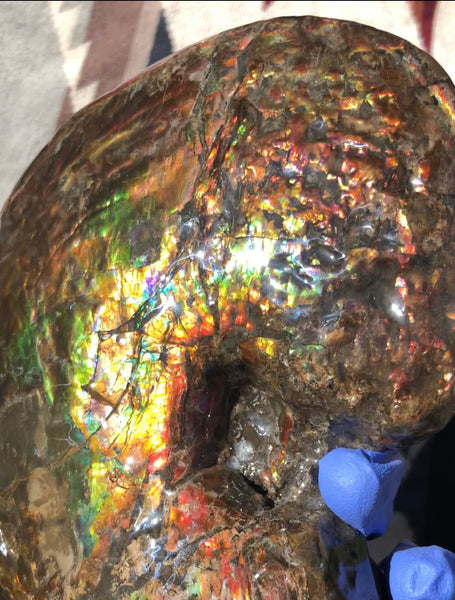 AF-76 Near complete Ammonite Fossil - Placenticeras Meeki　Ammolite **FREE SHIPPING***　