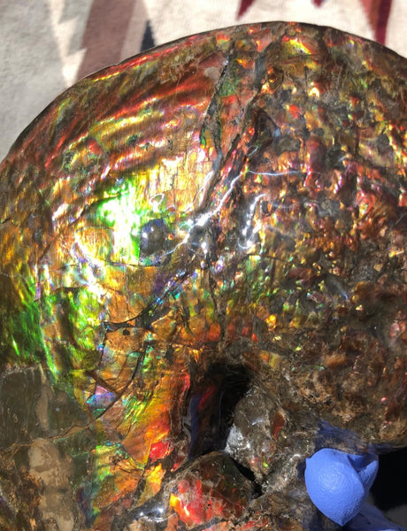 AF-76 Near complete Ammonite Fossil - Placenticeras Meeki　Ammolite **FREE SHIPPING***　