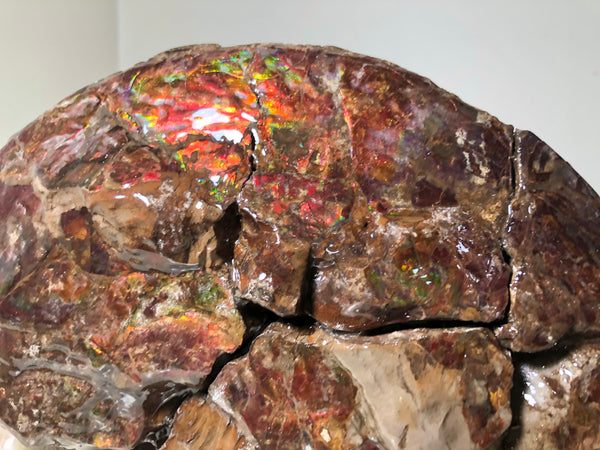 AF-57 Canadian Ammolite  Ammonite Partial Fossil   Specimen Placenticeras meeki  FREE SHIPPING! アンモライト両面 標本！　送料無料！