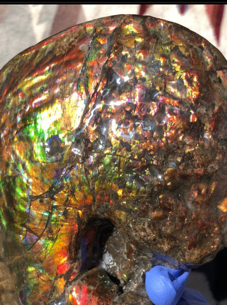 AF-76 Near complete Ammonite Fossil - Placenticeras Meeki　Ammolite **FREE SHIPPING***　