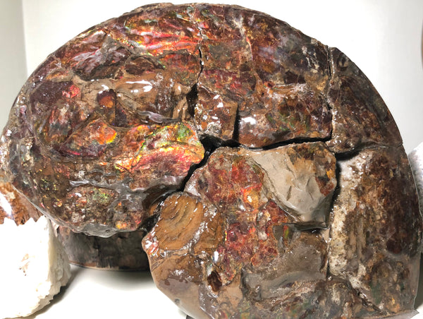 AF-57 Canadian Ammolite  Ammonite Partial Fossil   Specimen Placenticeras meeki  FREE SHIPPING! アンモライト両面 標本！　送料無料！