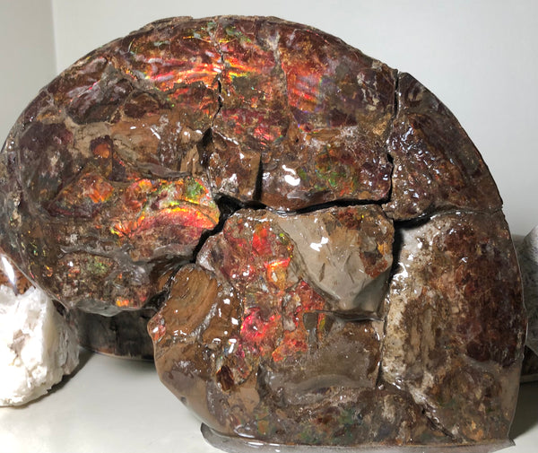 AF-57 Canadian Ammolite  Ammonite Partial Fossil   Specimen Placenticeras meeki  FREE SHIPPING! アンモライト両面 標本！　送料無料！