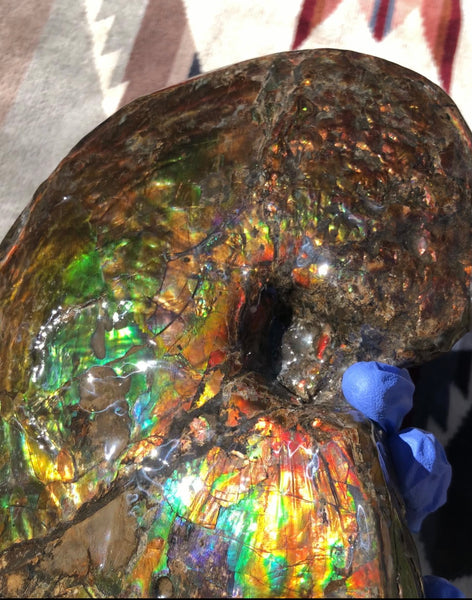 AF-76 Near complete Ammonite Fossil - Placenticeras Meeki　Ammolite **FREE SHIPPING***　