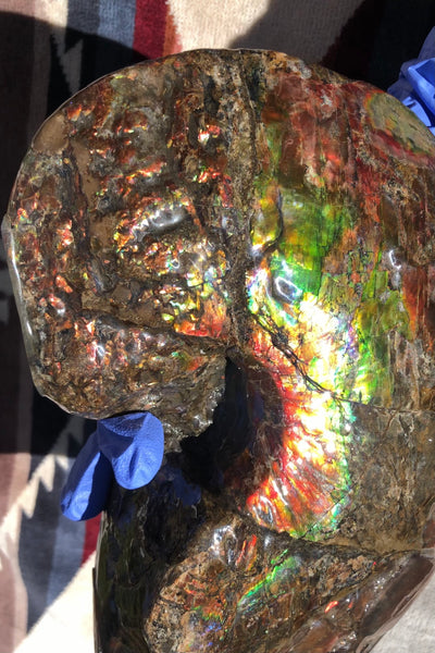 AF-76 Near complete Ammonite Fossil - Placenticeras Meeki　Ammolite **FREE SHIPPING***　