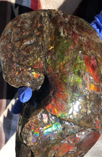 AF-76 Near complete Ammonite Fossil - Placenticeras Meeki　Ammolite **FREE SHIPPING***　