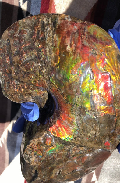 AF-76 Near complete Ammonite Fossil - Placenticeras Meeki　Ammolite **FREE SHIPPING***　