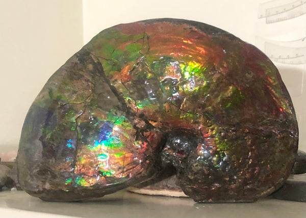 AF-76 Near complete Ammonite Fossil - Placenticeras Meeki　Ammolite **FREE SHIPPING***　